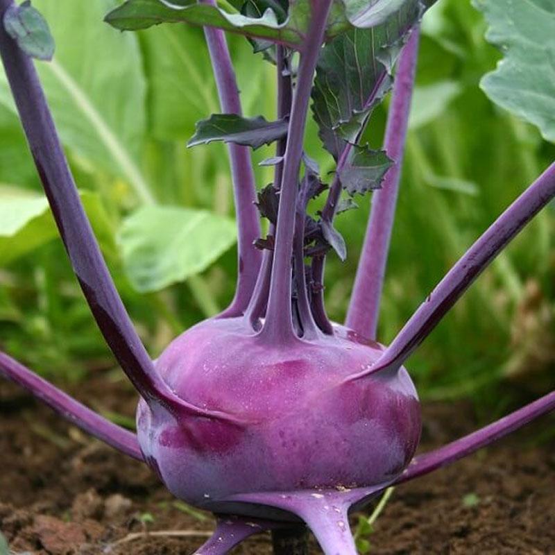 Kohl Rabi Purple Vegetable Punnet