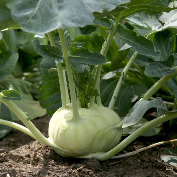 Kohl Rabi Vegetable Punnet