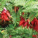 Native Kakabeak (Kowhai Ngutu Kaka)