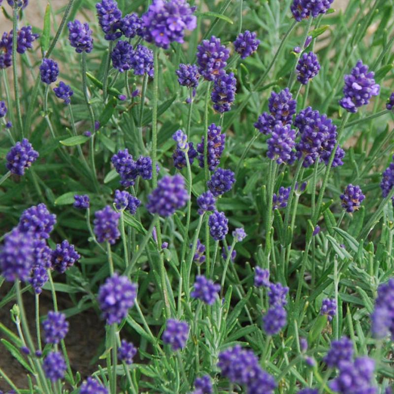 Lavender Lady Flower Punnet