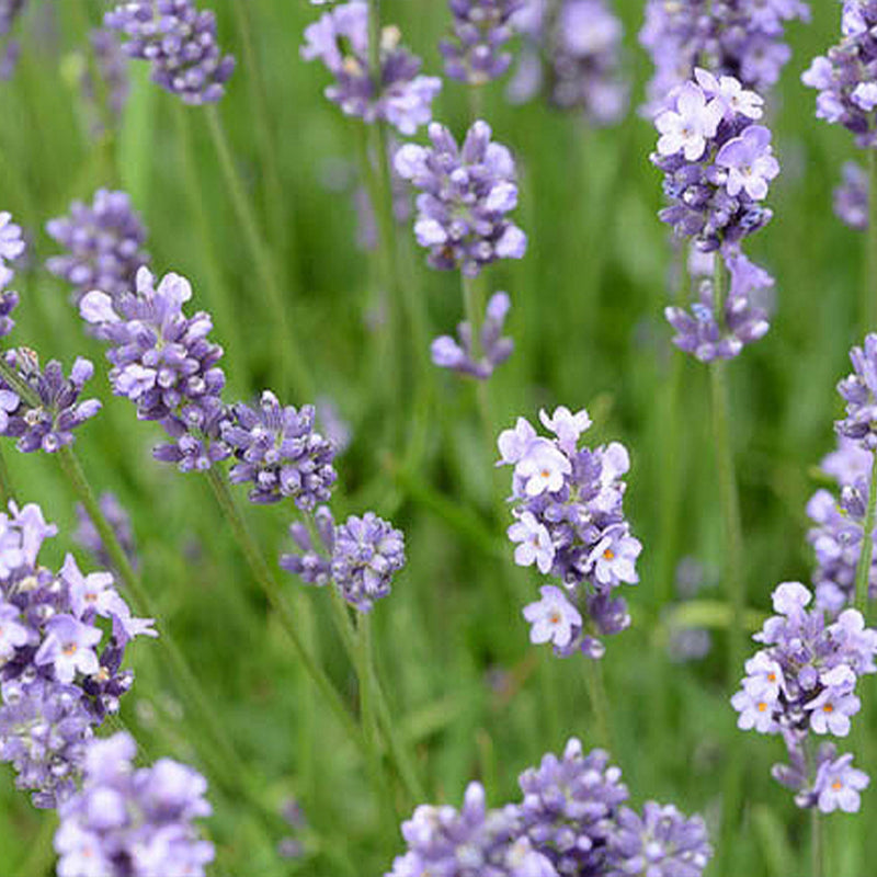 Lavender Munstead Flower Punnet