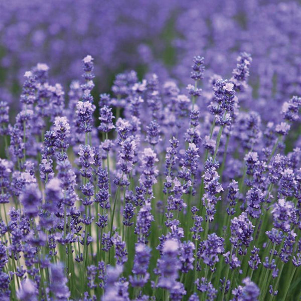 Lavender Angustifolia Hidcote Blue - 2.5L