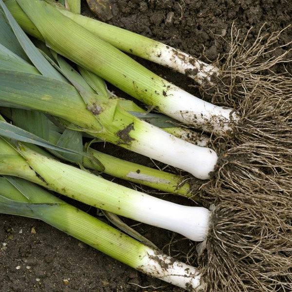 Leek Cardiff Vegetable Punnet