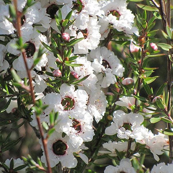Leptospermum Snow Flurry - 3.3L
