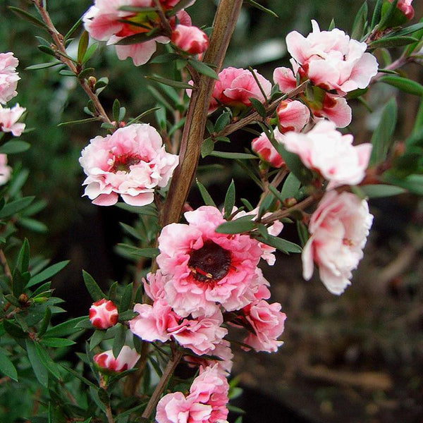 Leptospermum Sunraysia - 3.3L