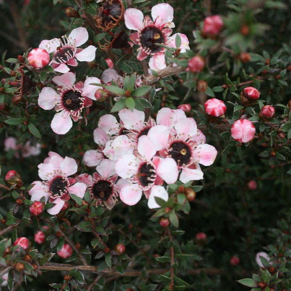 Leptospermum Tui - 2.5L