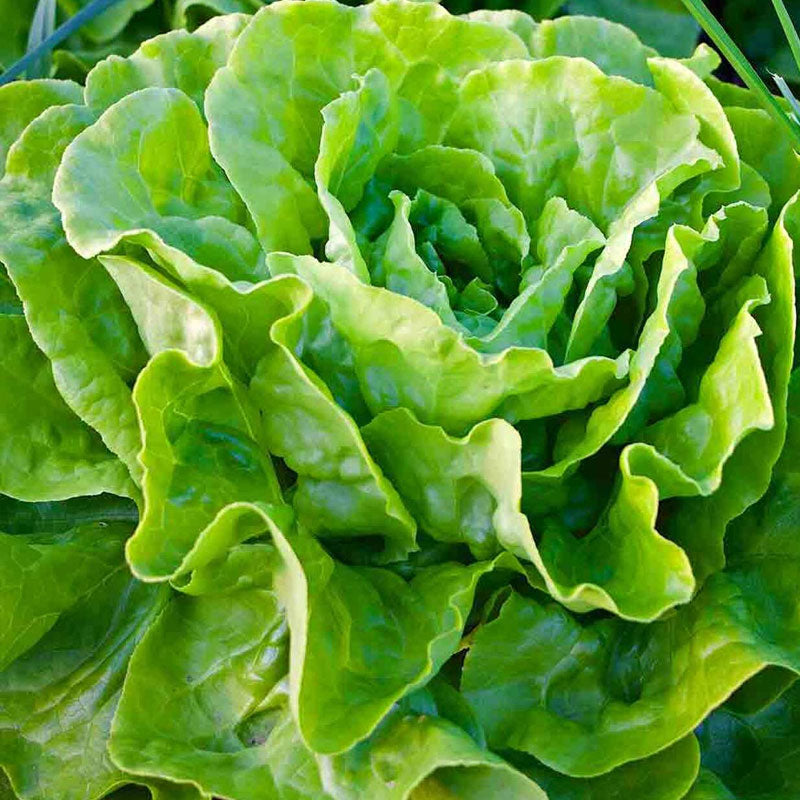 Lettuce Buttercrunch Vegetable Punnet