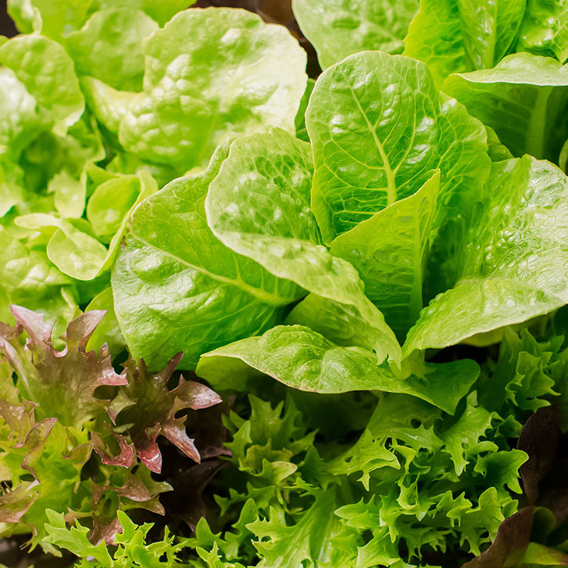 Punnet Lettuce Continental Pack