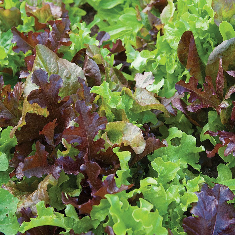 Lettuce Gourmet Combo Vegetable Punnet