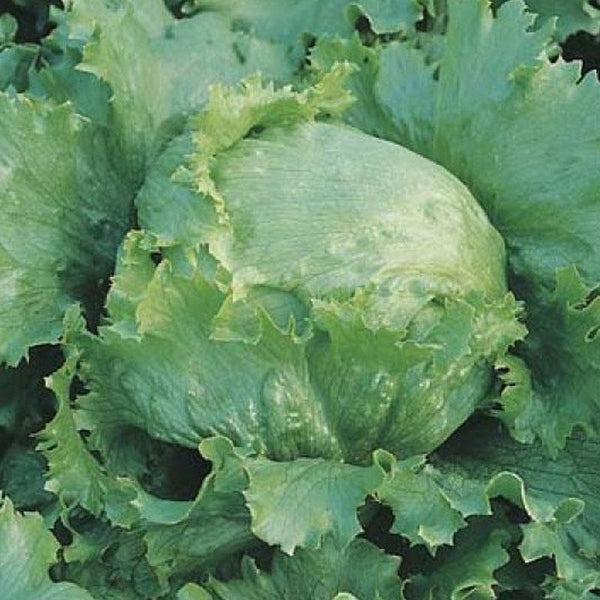 Lettuce Great Lakes Vegetable Punnet