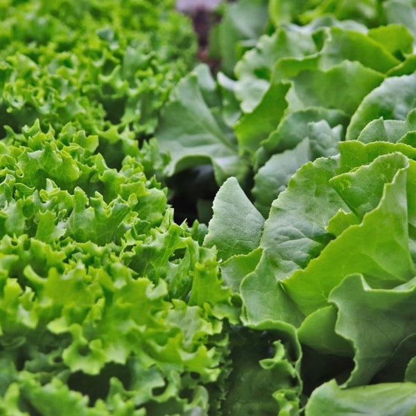 Lettuce Green Oak Vegetable Punnet