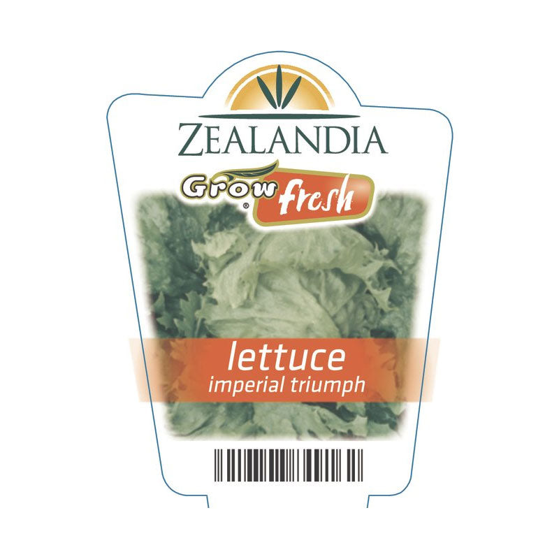 Lettuce Imperial Triumph Vegetable Punnet