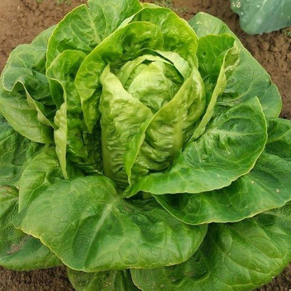 Lettuce Mini Cos Vegetable Punnet