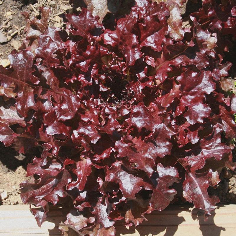 Lettuce Red Oak Vegetable Punnet