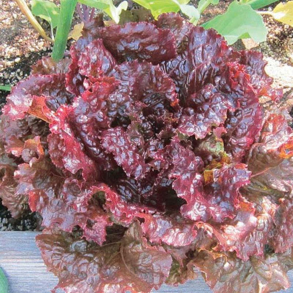 Lettuce Red Sails Vegetable Punnet