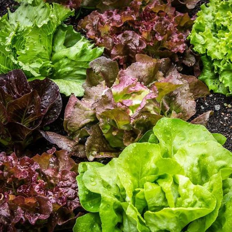 Lettuce Salad Vegetable Punnet
