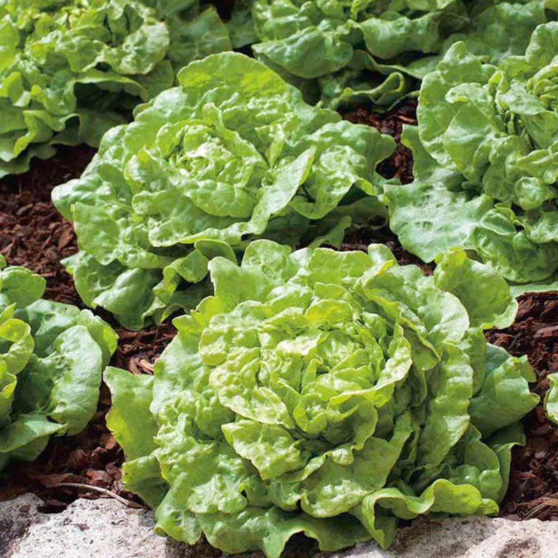 Lettuce Tom Thumb Vegetable Punnet