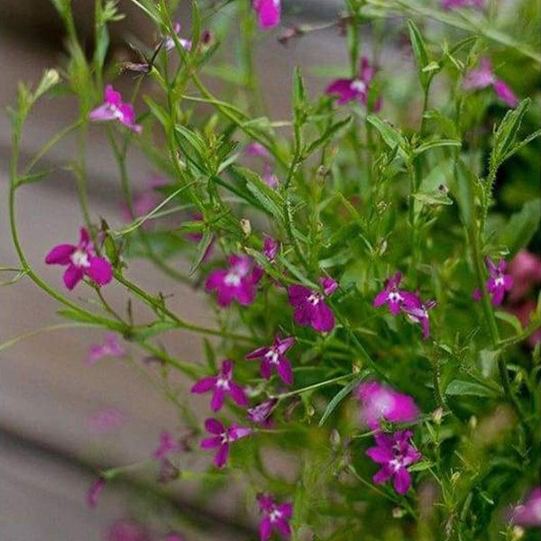 Lobelia Cascade Rose Flower Punnet
