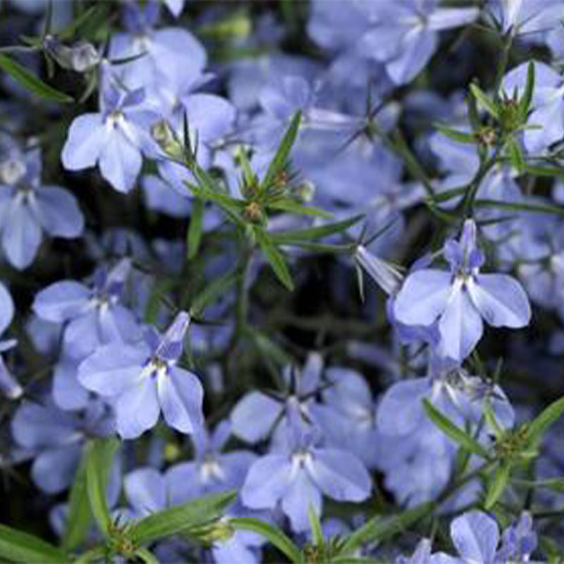 Lobelia Upright Light Blue Flower Punnet