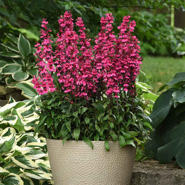 Lobelia Upright Rose Flower Punnet