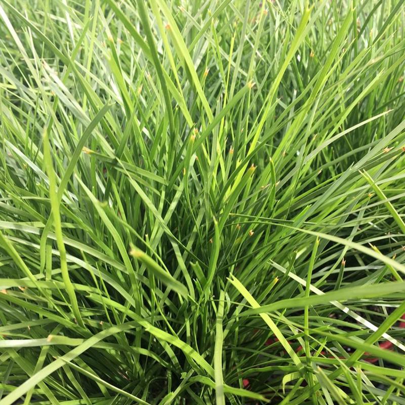 Lomandra Echidna  - 1.9L