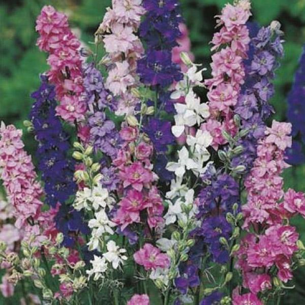 Larkspur Mix Flower Punnet