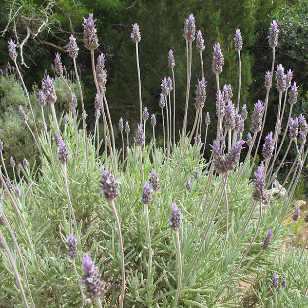 Lavender Dentata - 12.5CM