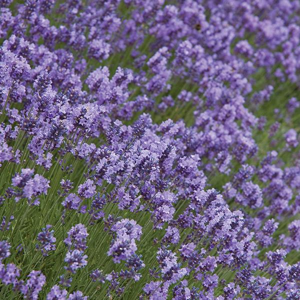 Lavender Hidcote Flower Punnet