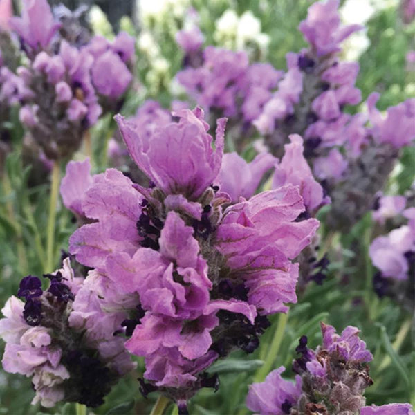 Lavender Lavish Purple - 1.9L