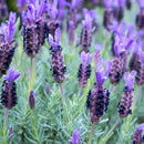 Lavender Major - 3.5L