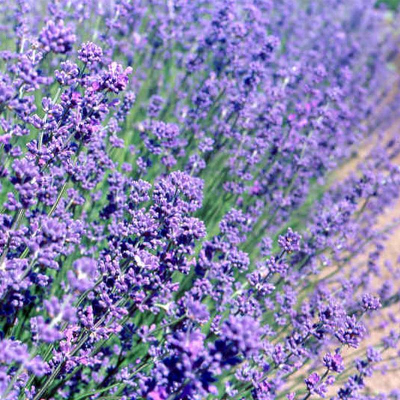 Lavender Violet Intrigue Pvr - 1.9L