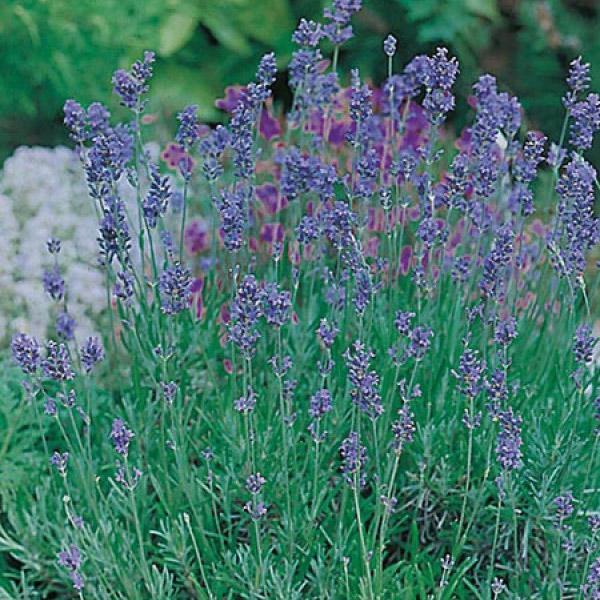 Lavender English Dwarf Seed