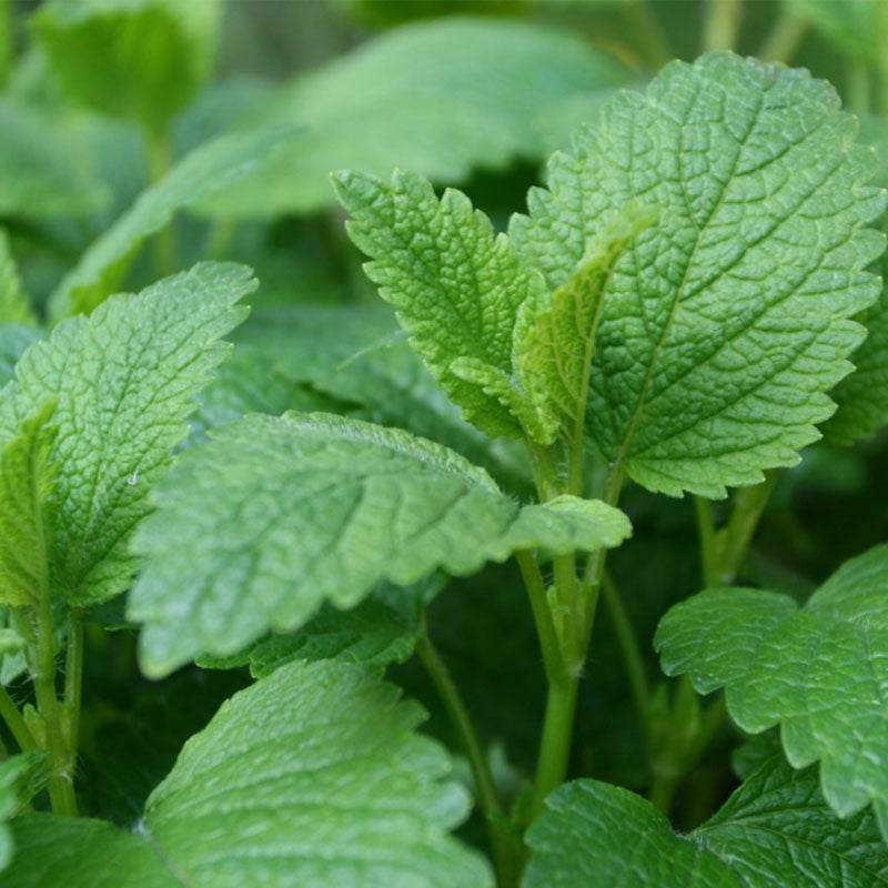 Lemon Balm  - 10CM