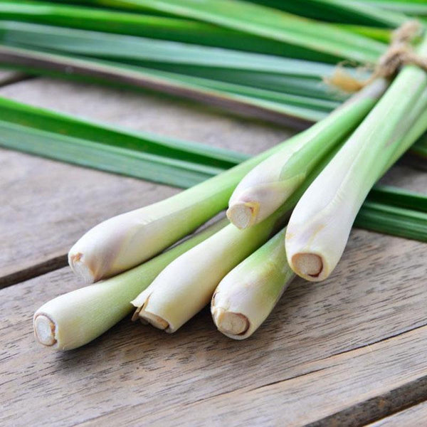 Lemon Grass  - 12.5CM