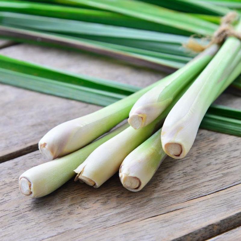 Lemon Grass Tea  - 10CM