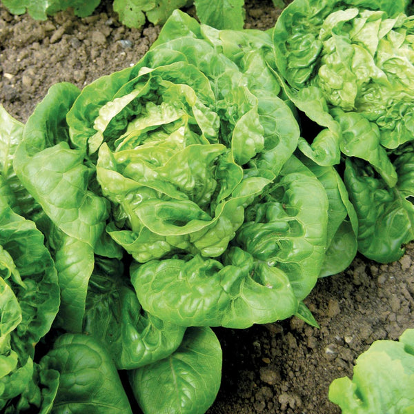 Lettuce Little Gem Vegetable Punnet