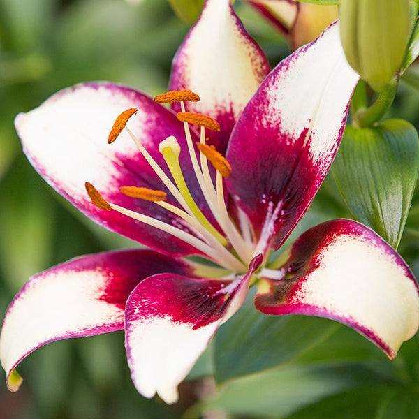 Lilium Curibita - 2.5L