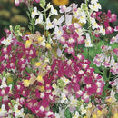 Linaria Fairy Bouquet Seed