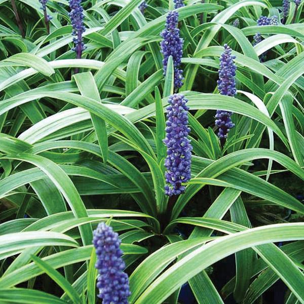 Liriope Muscari Purple - 1.9L