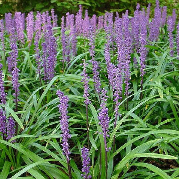 Liriope Royal Purple - 1.9L