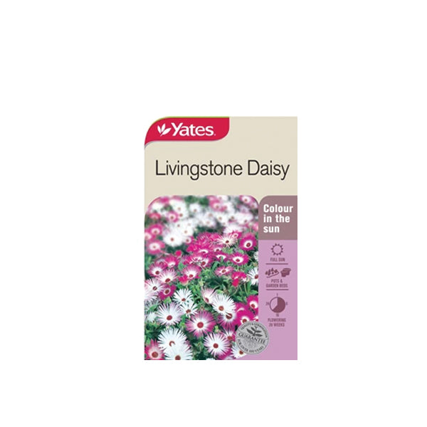 Livingstone Daisy