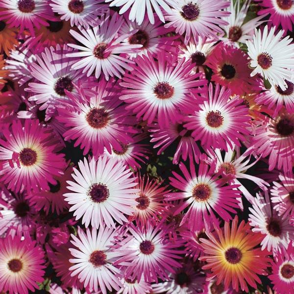 Livingstone Daisy Mix Flower Punnet