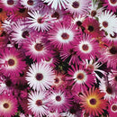 Lobelia Cascade Mixture