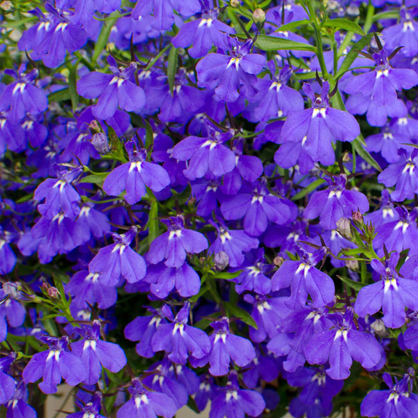 Lobelia Cascade Blue Eye Flower Punnet