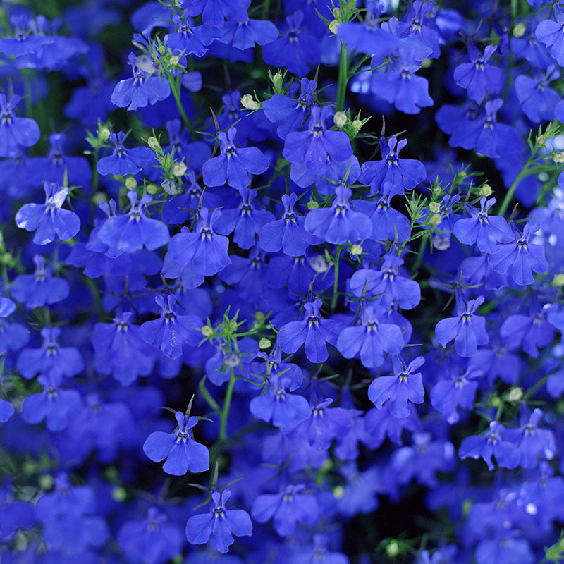Lobelia Cascade Dark Blue Flower Punnet