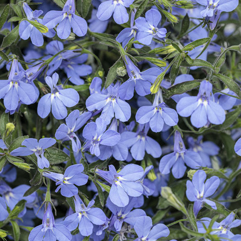 Lobelia Cascade Light Blue Flower Punnet