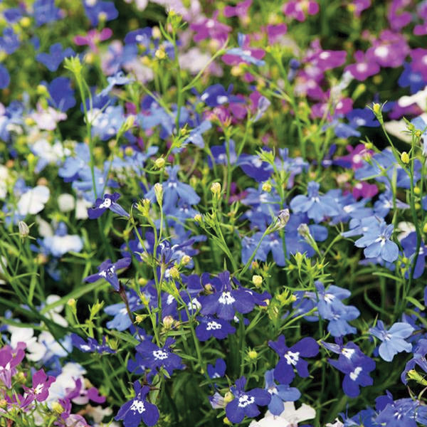 Lobelia Cascade Mix Flower Punnet
