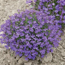 Lobelia Crystal Palace Seed