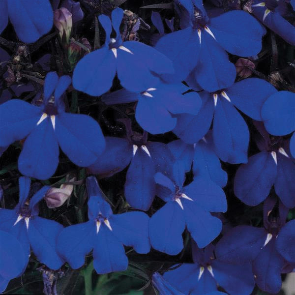 Lobelia Riviera Midnight Blue