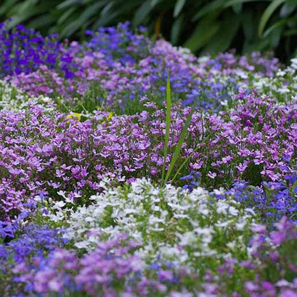 Lobelia Upright Mix Flower Punnet